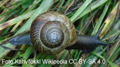 Baumschnecke