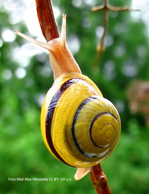 Garten-Bnderschnecke
