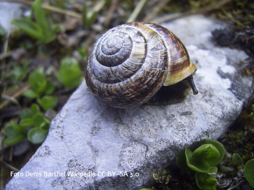 gefleckte Schnirkelschnecke