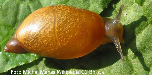 Gemeine Bernsteinschnecke