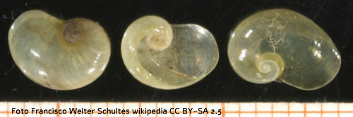 Glasschnecke