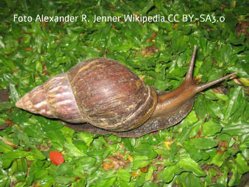 Achatschnecke