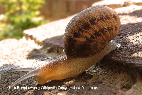 Gefleckte Weinbergschnecke