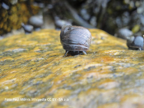 Groe Strandschnecke