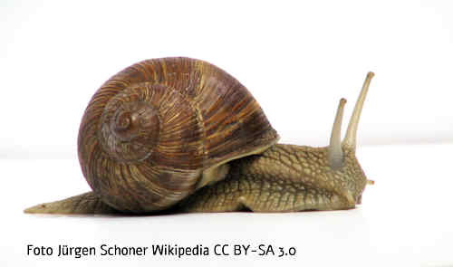 Schnirkelschnecke