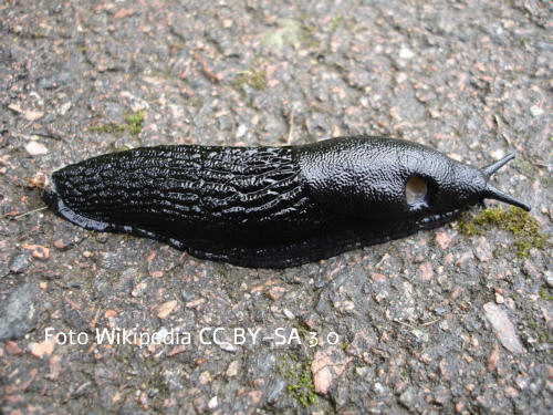 Schwarze Wegschnecke