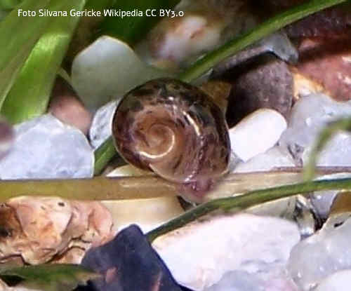 Wasserlungenschnecke