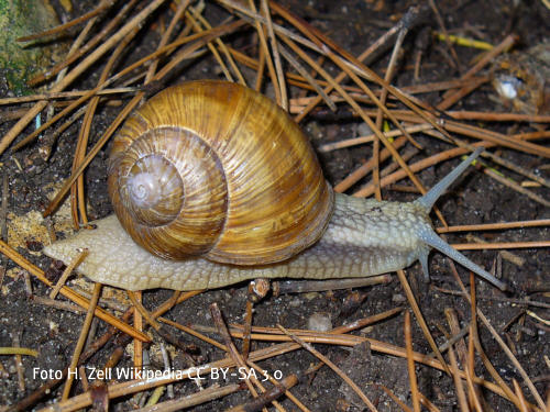 Weinbergschnecke