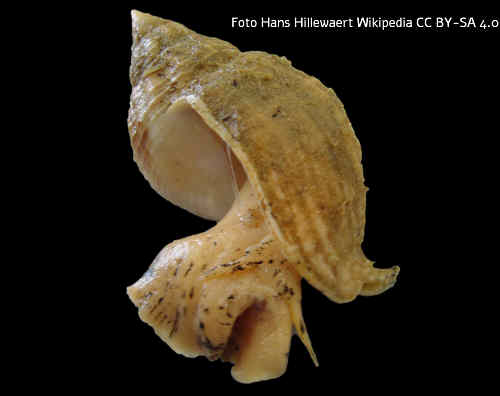Wellhornschnecke