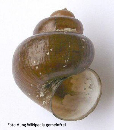 Schneckenarten, Foto zeigt eine Sumpfdeckelschnecke